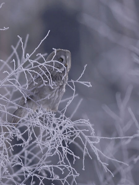 Lapinpöllö, Great Grey Owl, Strix nebulosa